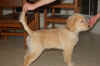 Luca 16 weeks.JPG (122252 bytes)