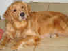 Lyric 2 weeks post puppies.JPG (189191 bytes)