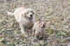 Sammy and friends 3.jpg (259782 bytes)