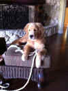 Tiki 4 months.JPG (279583 bytes)