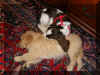 Ty Snuggling (2).jpg (3133306 bytes)