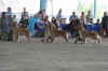 brood bitch 2011 small.jpg (785633 bytes)